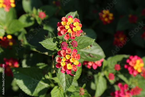 Flowering shrub verbena blooming in the garden; Close up of latana flowers of red, orange and yellow photo