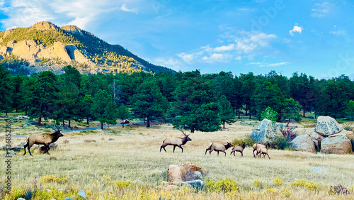 Elks in Rocky Mountain National Park, Colorado in the fall (breeding season) © My