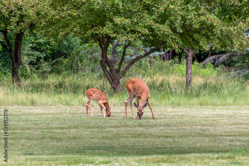 A Mother White-Tailed Deer And Her Fawn Eating