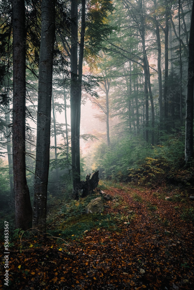 Wald, Herbst, Nebel, Dunst, Blätter, Stimmung, Herbststimmung, Herbstwald, Licht, Sonnenlicht