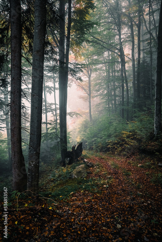 Wald  Herbst  Nebel  Dunst  Bl  tter  Stimmung  Herbststimmung  Herbstwald  Licht  Sonnenlicht