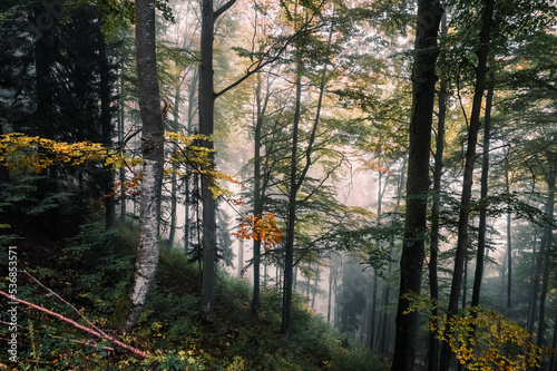 Wald  Herbst  Nebel  Dunst  Bl  tter  Stimmung  Herbststimmung  Herbstwald  Licht  Sonnenlicht