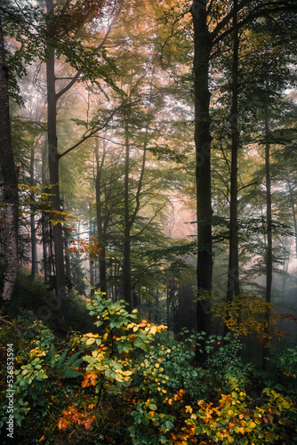 Wald  Herbst  Nebel  Dunst  Bl  tter  Stimmung  Herbststimmung  Herbstwald  Licht  Sonnenlicht