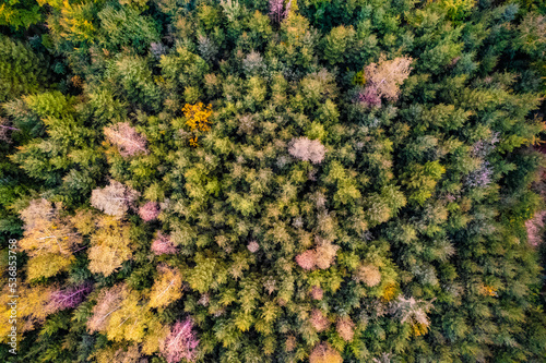Wald, Tannen, Tannenwald, Fichten, von oben, Drohne, Drohnenperspektive, Wald von oben