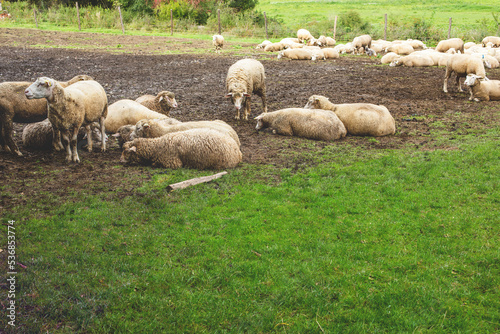 Flock of sheep grazing on the field. © Munka