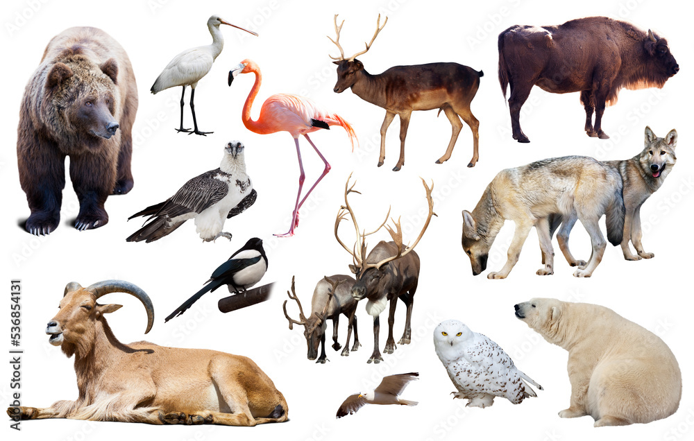 Obraz premium Set of bear and other european animals. Isolated on white background with shade
