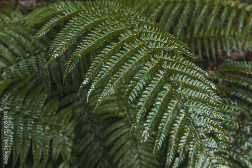 Perfect natural fern pattern. Beautiful tropical background made with young green fern leaves. Color of kale. Dark and moody feel. Selective focus. Negative space. Concept for design.