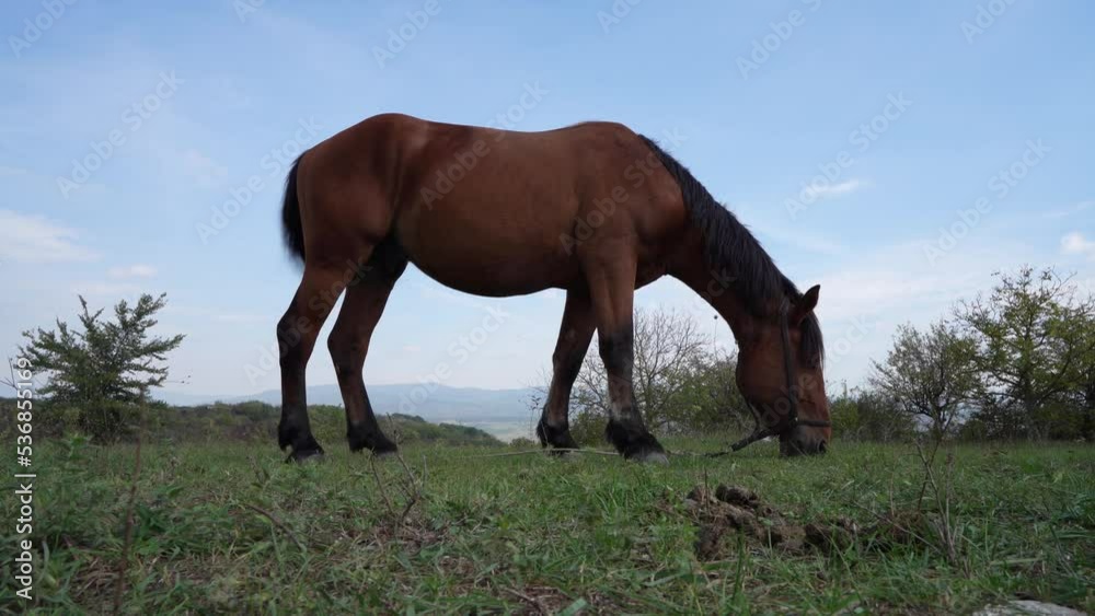 One horse in the field in sunny summer day tied in nature no people One horse in the field in sunny summer day tied in nature no people