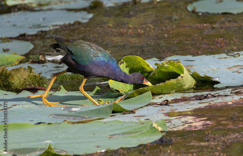 American Purple Gallinule (Porphyria martinica) feeding at Brazos Bend state park photo