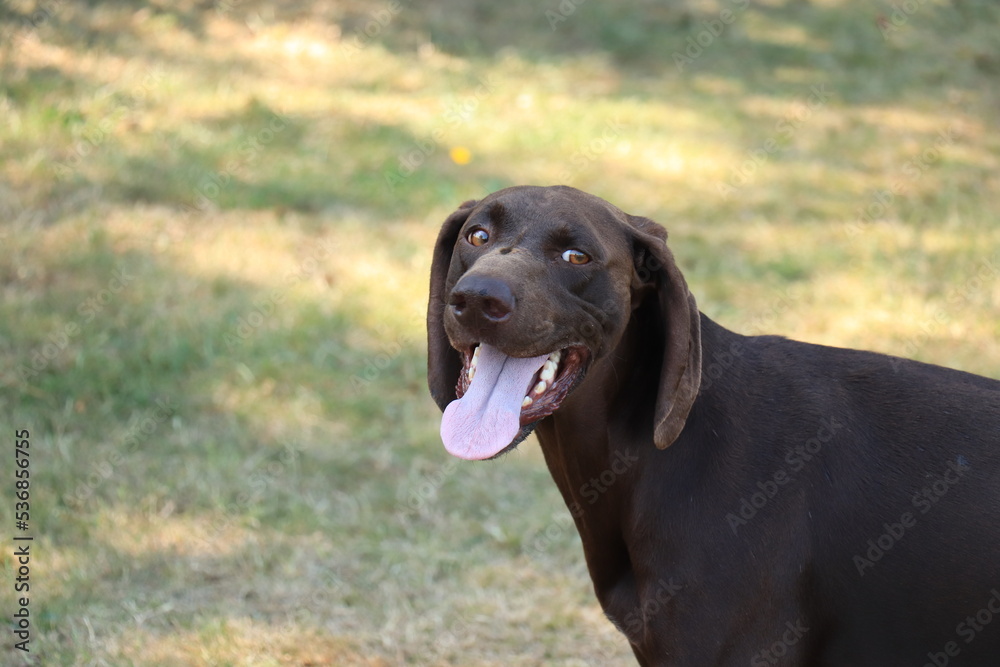 German Shorthaired Pointer male