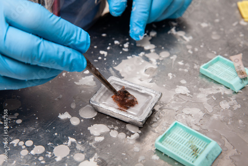 Obraz na plátně Scientist embedding tissues in paraffin blocks for sectioning