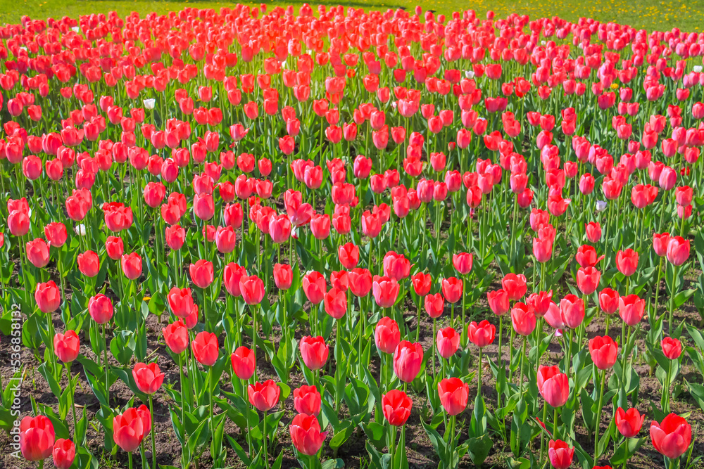 Field of Tulips in bloom at colorful springtime in Amsterdan, Netherlands