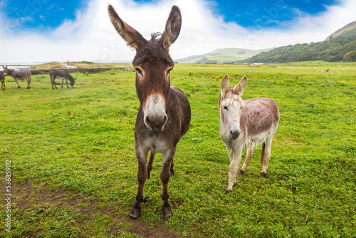 Donkey in the field in Scotland