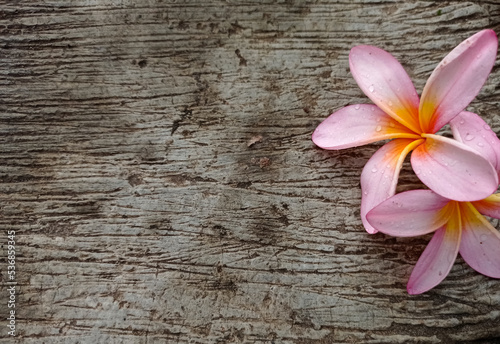 frangipani flower on cement background