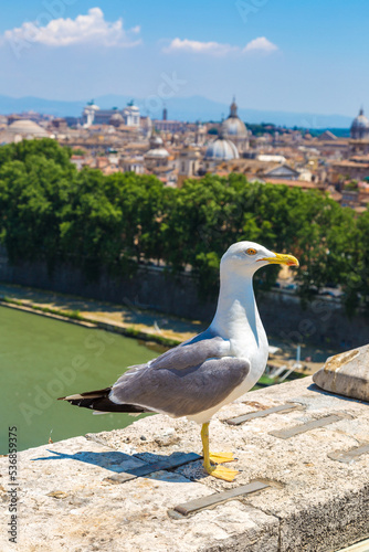 Seagull above Roman