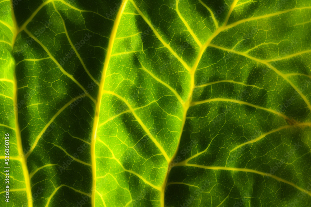 photo of beet leaves, a healthy vegetable, food item, ingredient photo of beet leaves, a healthy vegetable, food item, ingredient