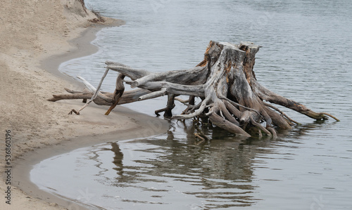 Old driftwood tree trunk on sandy cliff