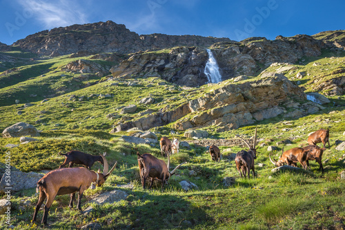 Ibex wild animal and mountain fauna  Gran Paradiso italian Alps  Italy