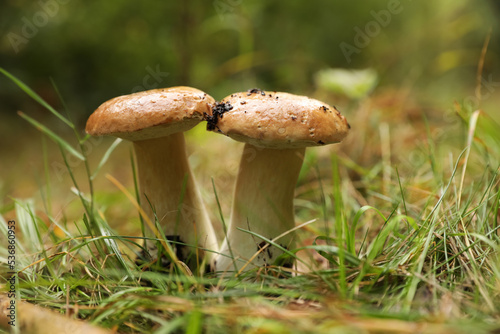 Fresh wild mushrooms growing outdoors, closeup view