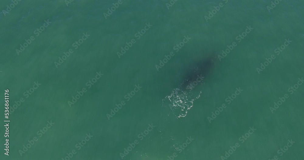 Ballena Franca Austral desde el Aire en Puerto Madryn Ballena Franca Austral desde el Aire en Puerto Madryn