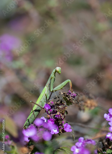 Praying Mantis in flowering Verbena plant