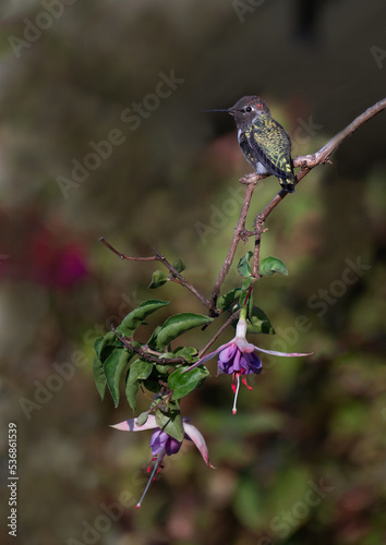 Male Anna's Hummingbird on Fushia branch with flowers