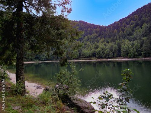 Grand-Est - Lorraine - Vosges - La Bresse - Lac des Corbeaux, paradis des oiseaux