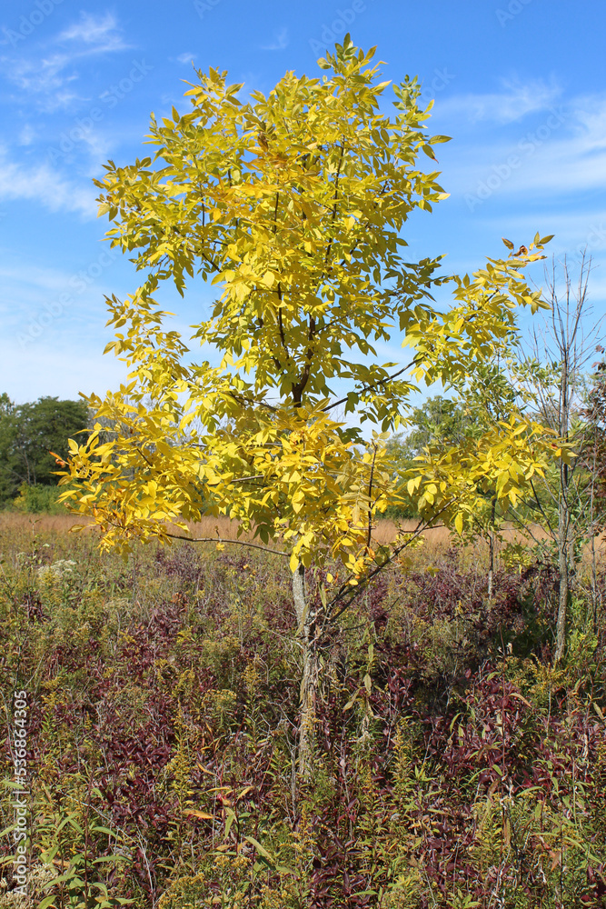 Naklejka premium Green ash tree with yellow leaves in autumn in a field at Wayside Woods in Morton Grove, Illinois