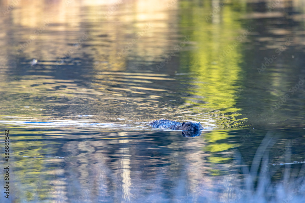 Obraz premium Beaver 4