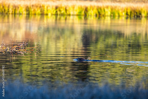 Beaver 2