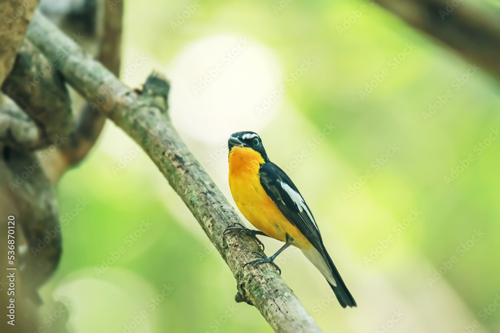Yellow-rumped Flycatcher on a branch Yellow-rumped Flycatcher on a branch