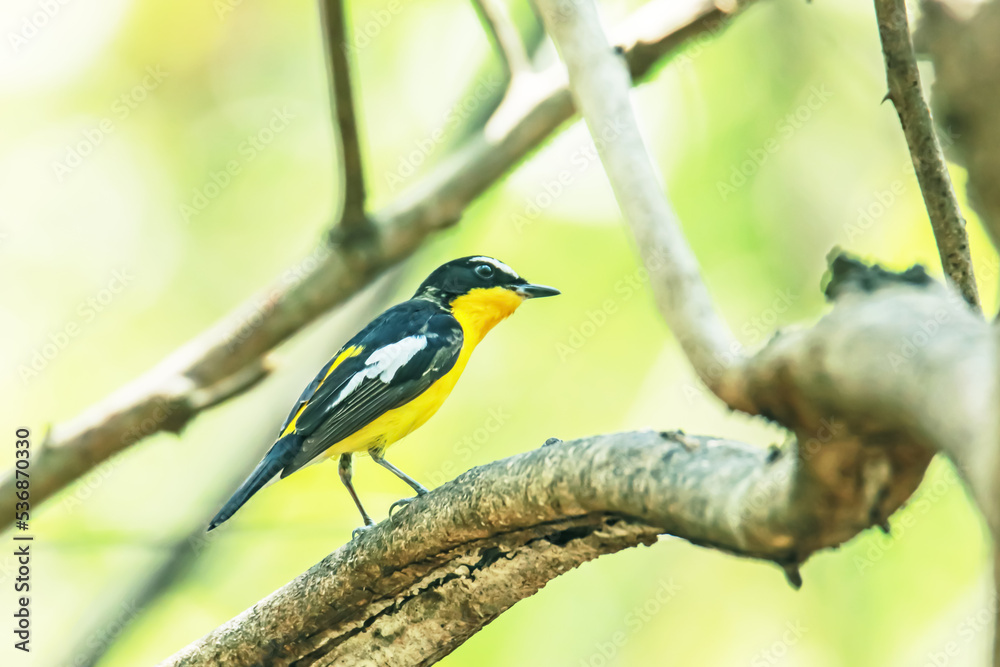 Yellow-rumped Flycatcher on a branch Yellow-rumped Flycatcher on a branch