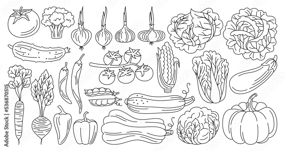 Vegetables drawn doodle linear style set. Healthy diet food farm product veggies collection. Farming harvest cauliflower, tomato broccoli, cucumber, pepper carrot, salad. Cooking ingredients vector