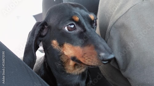 Dog co-driver, navigator sits in cab of car next to driver peeking out back seat is closely watching road. Owner faithful dog, loyal friend driving in car family trip, autotravel, vacation photo