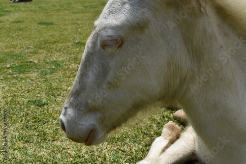 baby albino horse with light blue eyes in green garden background