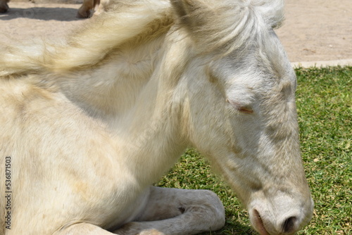 baby albino horse with light blue eyes in garden background