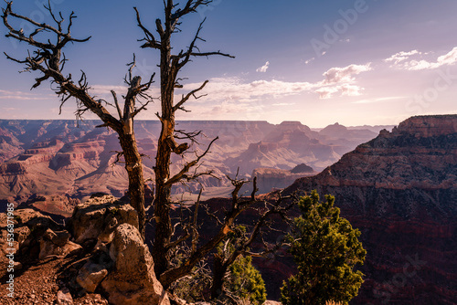Grand Canyon south rim with single tree trunk at sunny day, Arizona, USA