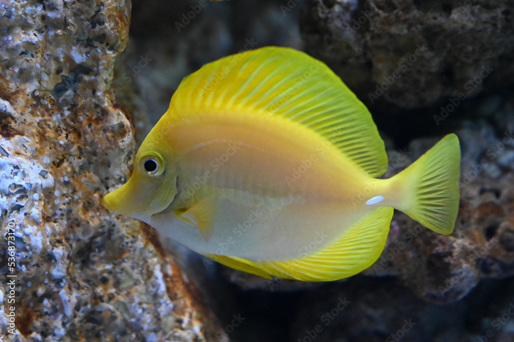 体全体が黄色の魚 キイロハギの泳ぐ姿 体全体が黄色の魚 キイロハギの泳ぐ姿