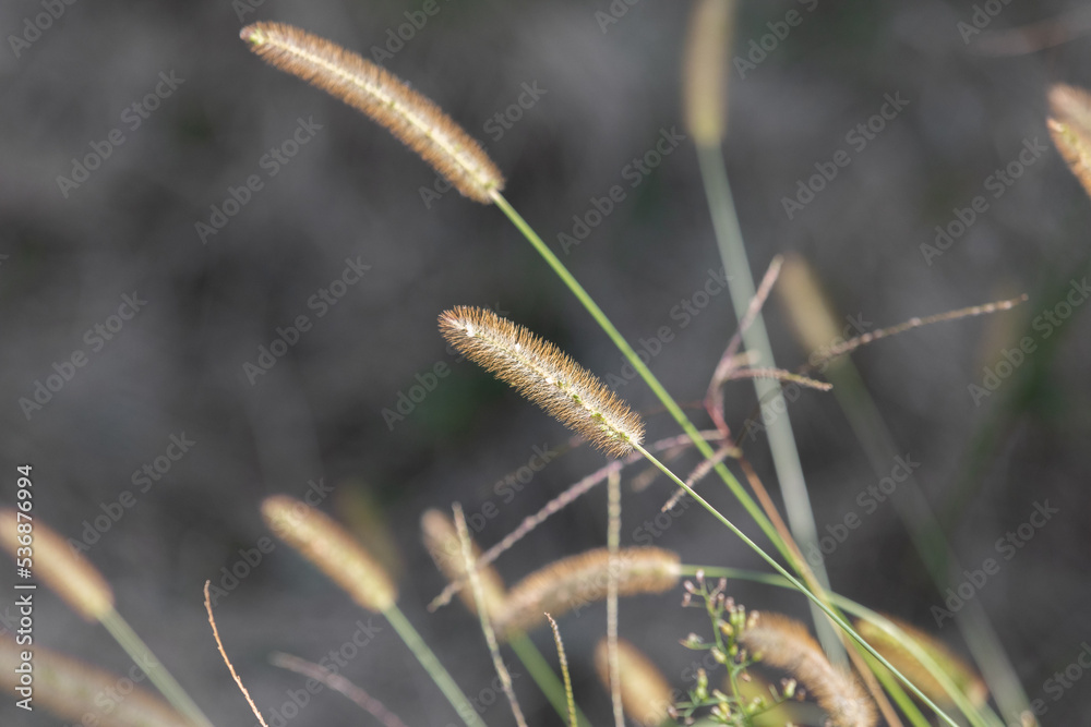 Foxtail found on the roadside.
