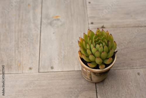 small green cactus in old plastic pots placed on a brown wooden table photo