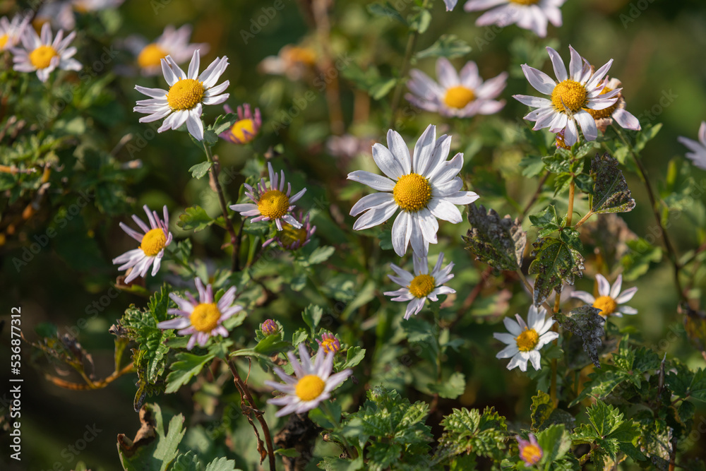 Daisies blooming by the roadside.
