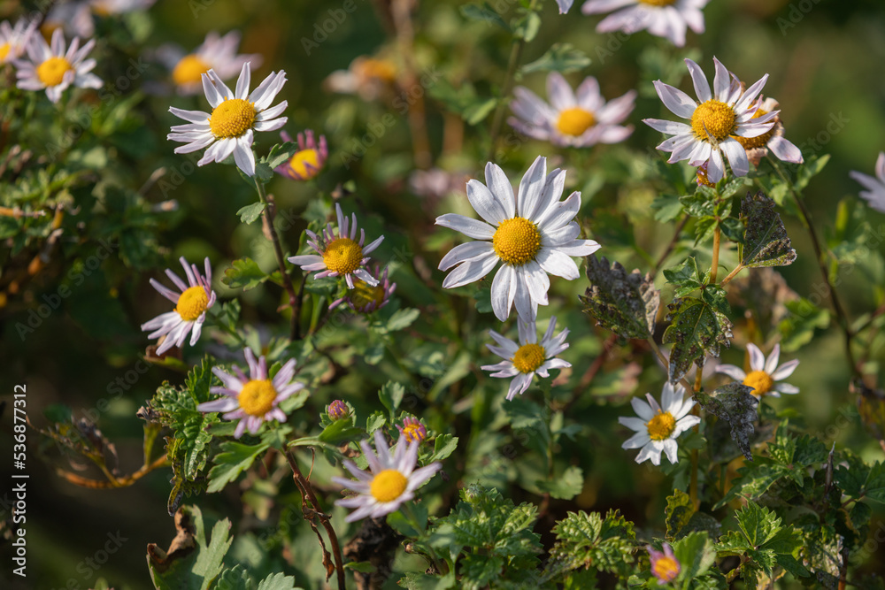 Daisies blooming by the roadside.
Daisies blooming by the roadside.