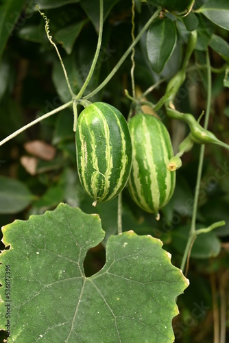 Japanese snake gourd (Trichosanthes cucumeroides). Flowers bloom in summer nights. The fruits are green with vertical stripes before ripening, and turn vermilion when ripe.