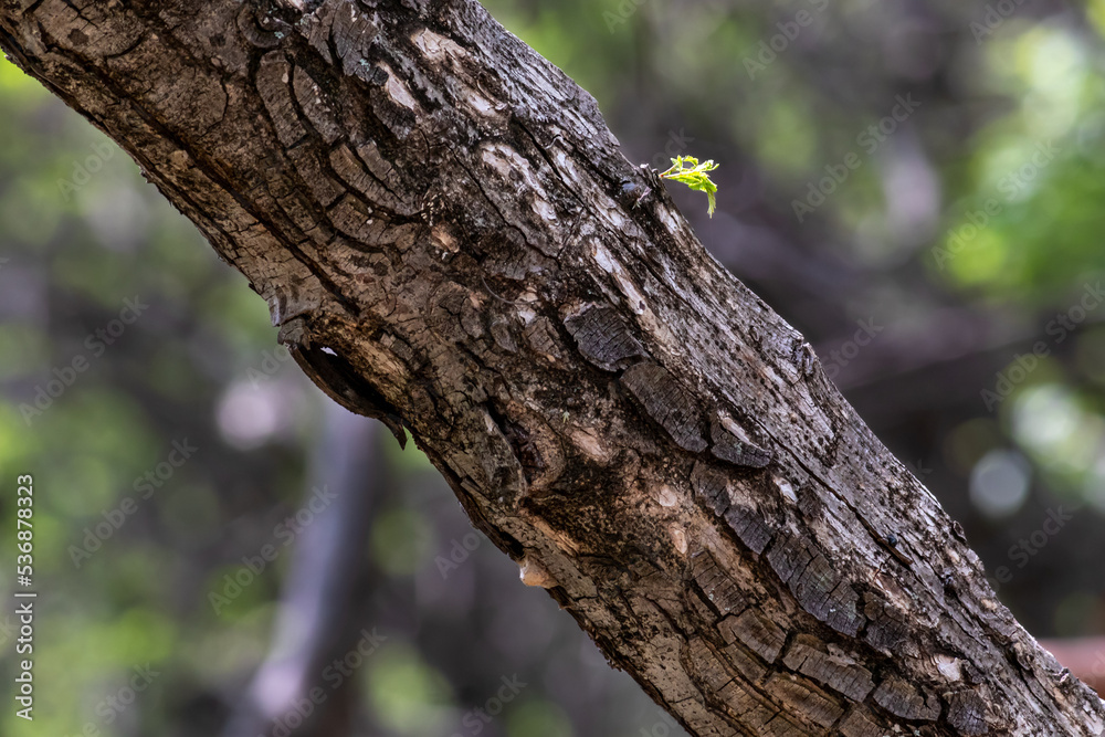 new branch growing from a tree trunk new branch growing from a tree trunk