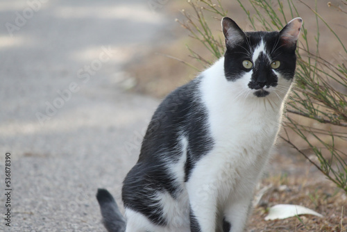 Bold black and white domestic outdoor cat with vivid green eyes wanders within Mojave desert nearby Las Vegas Nevada USA offering wisdom
