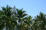 coconut trees on beach, natural background