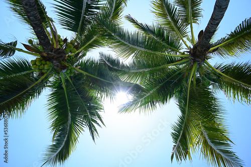 coconut trees on beach  natural background