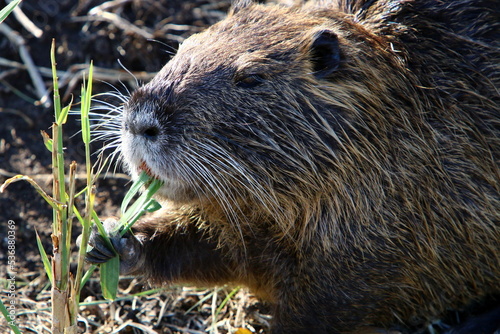 The nutria lives on Hula Lake in northern Israel. photo