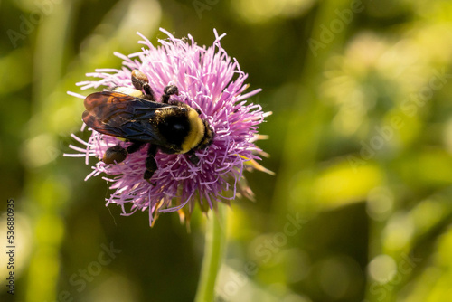 Bumblebee on a flower 