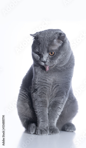 Scottish fold cat on white background 